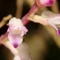 Podochilus malabaricus Wight